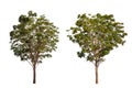 Large green neem tree, nimtree or Indian lilac isolated on white. Saved with clipping path