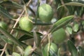 Large green olives with a raindrop on a branch of an olive tree on a summer day, close-up Royalty Free Stock Photo