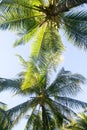 large green palm leaves and coconuts grow bottom view on the background of bright blue sky at the coast