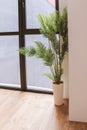 A large green palm tree in a floor flowerpot stands in the corner of the room near the panoramic window