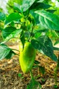 A large green pepper ripens on the bush Royalty Free Stock Photo