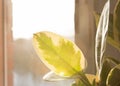 Large green plant leaves against sunlight from window Royalty Free Stock Photo