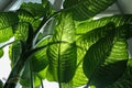 Large green plant leaves against sunlight from window Royalty Free Stock Photo