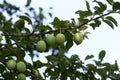 A large green plum matures on the branches Royalty Free Stock Photo