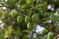 A large green plum matures on the branches Royalty Free Stock Photo