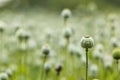 Large green poppy field with detail of heads with shallow depth of field Royalty Free Stock Photo