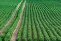 Large green potato field in Sweden Royalty Free Stock Photo