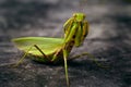 Large green praying mantis attacking stance on a dark background