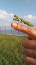 A large green praying mantis sits on the finger of a mans hand.