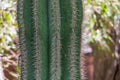 Large green prickly cactus with flower Royalty Free Stock Photo