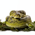 Large Green Python Coiled On A Bed Of Leaves Isolated On A White Background Royalty Free Stock Photo