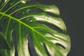 A large green real leaf of room monstera creeper. Tropical palm.