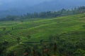 The Large Green Rice Field