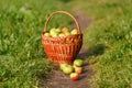 Large green ripe apples in a wicker basket at the end of summer in sunlight in the green grass in the garden Royalty Free Stock Photo