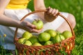 Large green ripe apples in a wicker basket at the end of summer in sunlight in the green grass in the garden Royalty Free Stock Photo