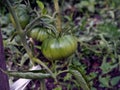 Large green ripening tomatoes on a Bush