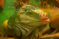 A large green scaly iguana teases and sticks out its tongue. Cheerful reptile