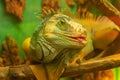 A large green scaly iguana teases and sticks out its tongue. Funny reptile