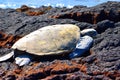 Green sea turtle resting on rocks in Hawaii close up image Royalty Free Stock Photo