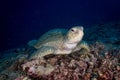 A Large Green Sea Turtle sits on the reef Royalty Free Stock Photo