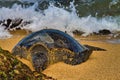 Large green sea turtle resting on the sand on a beauttiful beach on Maui. Royalty Free Stock Photo