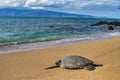 Large green sea turtle resting on the sand on a beauttiful beach on Maui. Royalty Free Stock Photo