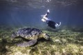 A large Green sea turtle underwater with a snorkeler Royalty Free Stock Photo