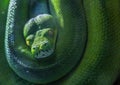 Large green snake coiled up and sleeping Royalty Free Stock Photo