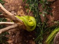 A large green snake is resting on a branch in an aviary in Gan Guru kangaroo park in Kibutz Nir David in the north of Israel