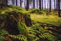 Large green stump in summer forest Royalty Free Stock Photo