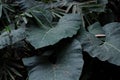 Large green taro leaf plant