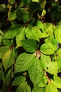 Large green to yellow autumn leaves of climbing vine plant, consisting of five leaflets, possibly Virginia Creeper