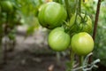 Large green tomatoes on a branch in the greenhouse. Growing organic vegetables on the farm. Selective focus Royalty Free Stock Photo