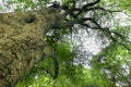 Large green tree Royalty Free Stock Photo