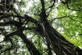 Large green tree with dark branches Royalty Free Stock Photo