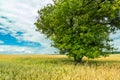 A large green tree growing in a grain field and white clouds in the sky Royalty Free Stock Photo