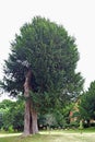 A large green tree with green leaf`s in a grass field in the beautiful Kent countryside