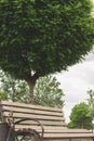 A large green tree in the park next to a wooden bench. Beautiful garden, summer landscape Royalty Free Stock Photo