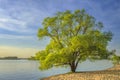 Large green tree on shore of lake in the summer evening. Landscape natural scene on river bank with branchy tree Royalty Free Stock Photo