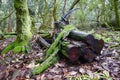 Large Fallen Tree Trunks Covered by Moss in Forest Royalty Free Stock Photo