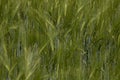 Large green triticale rye wheat field, selective focus Royalty Free Stock Photo