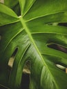 Large Green Tropical Leaf