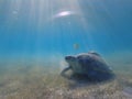 Large green turtle underwater. The old green turtle feeds underwater Royalty Free Stock Photo