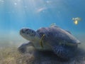 Large green turtle underwater. The old green turtle feeds underwater Royalty Free Stock Photo