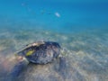 Large green turtle underwater. The old green turtle feeds underwater Royalty Free Stock Photo