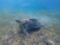 Large green turtle underwater. The old green turtle feeds underwater Royalty Free Stock Photo