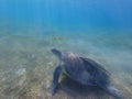 Large green turtle underwater. The old green turtle feeds underwater Royalty Free Stock Photo