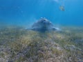 Large green turtle underwater. The old green turtle feeds underwater Royalty Free Stock Photo