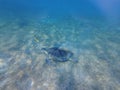 Large green turtle underwater. The old green turtle feeds underwater Royalty Free Stock Photo