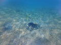 Large green turtle underwater. The old green turtle feeds underwater Royalty Free Stock Photo